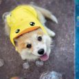 Impermeabile_per_cani_Papero-300x300-1.jpg