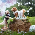 Pettorina_per_cane_Ceremony_Bride.jpg